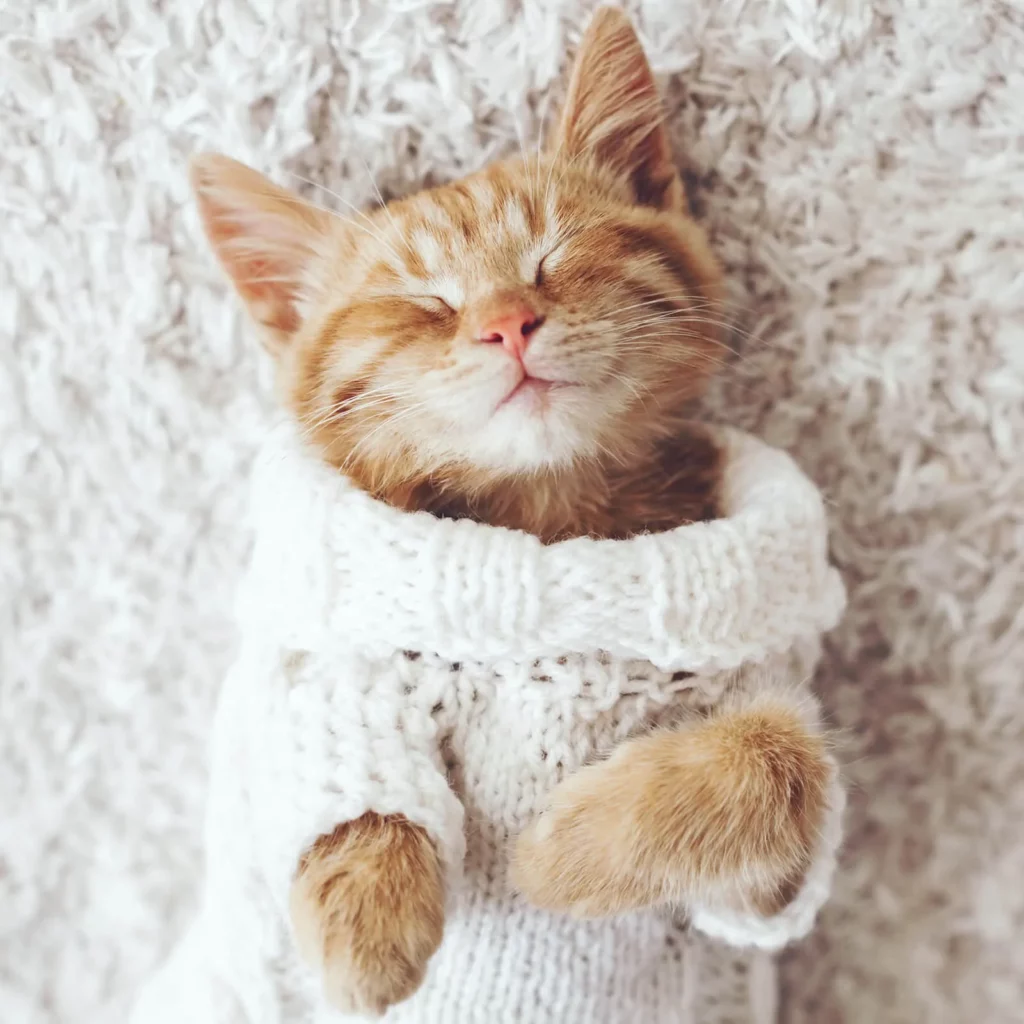 Soft flooring | Lancaster Flooring Inc